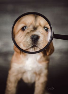 Dream Cocker Babys_23