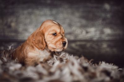 Dream Cocker Babys_24