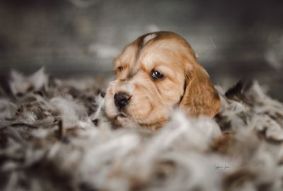 Dream Cocker Babys_25