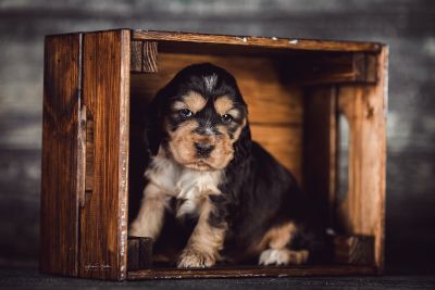 Dream Cocker Babys_26