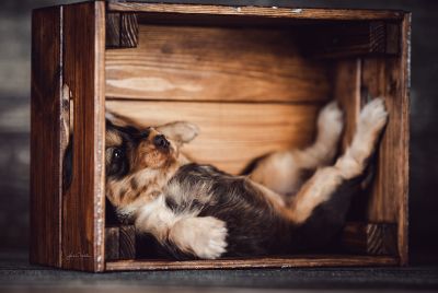 Dream Cocker Babys_27