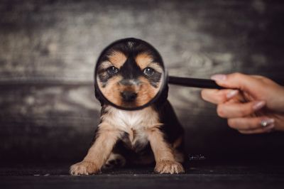 Dream Cocker Babys_28