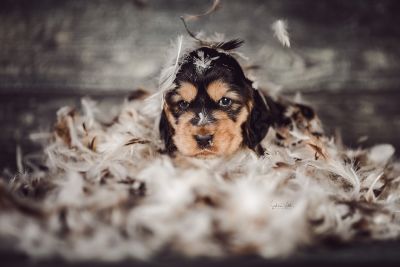 Dream Cocker Babys_29