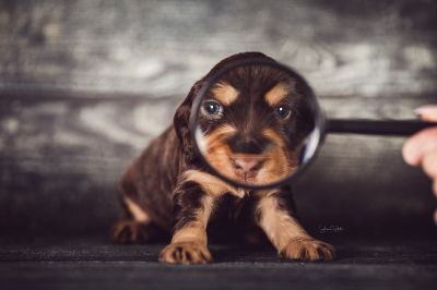 Dream Cocker Babys_32