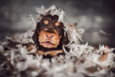 Dream Cocker Babys_33