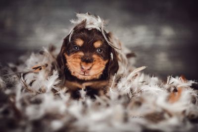 Dream Cocker Babys_34