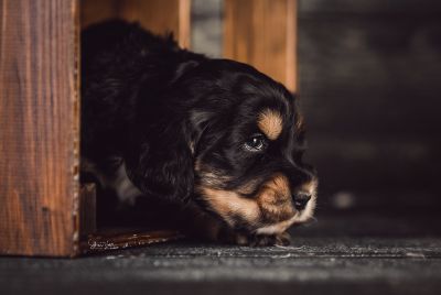 Dream Cocker Babys_36