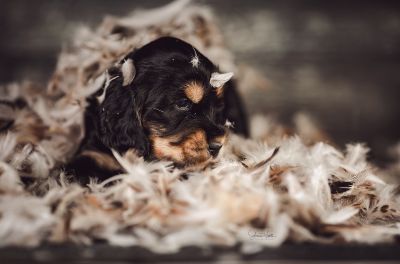 Dream Cocker Babys_38