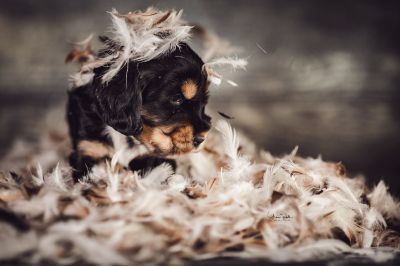 Dream Cocker Babys_39