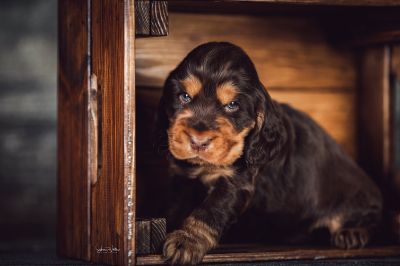 Dream Cocker Babys_41