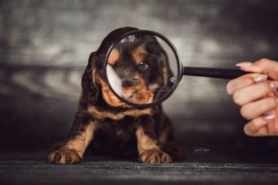 Dream Cocker Babys_42