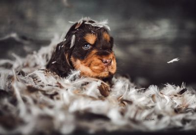 Dream Cocker Babys_43