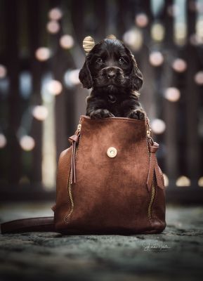 Dream Cocker Babys_44