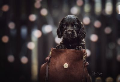 Dream Cocker Babys_46