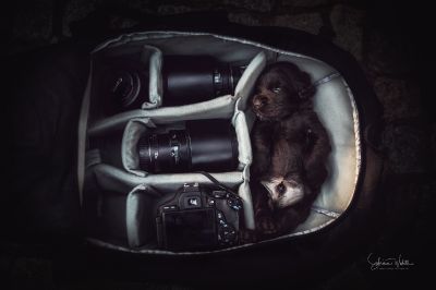 Dream Cocker Babys_47