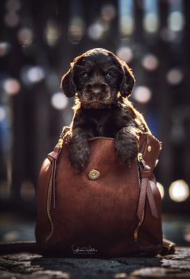 Dream Cocker Babys_48