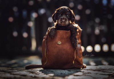 Dream Cocker Babys_49