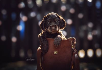 Dream Cocker Babys_50