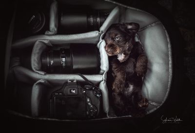 Dream Cocker Babys_51