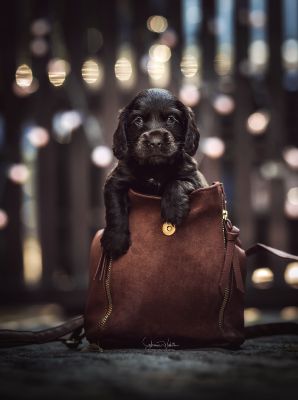 Dream Cocker Babys_52