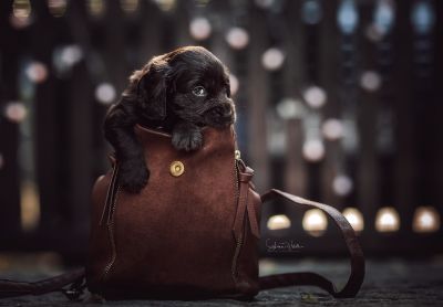 Dream Cocker Babys_53