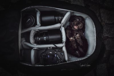 Dream Cocker Babys_55