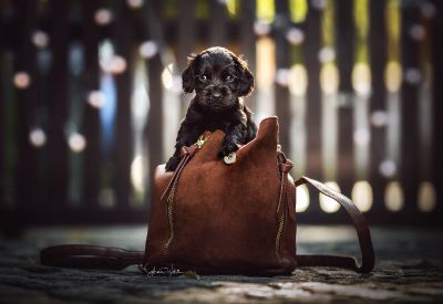 Dream Cocker Babys_56