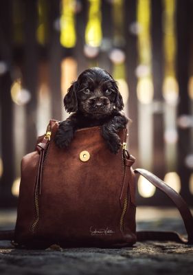 Dream Cocker Babys_57