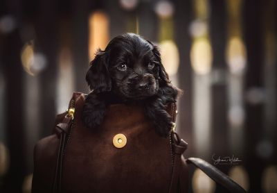 Dream Cocker Babys_58