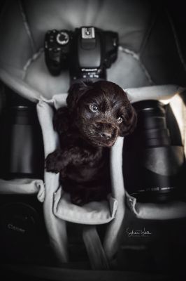 Dream Cocker Babys_59