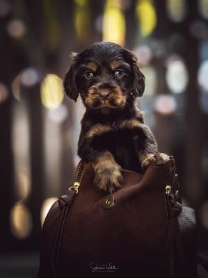 Dream Cocker Babys_60