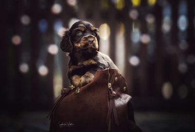 Dream Cocker Babys_61