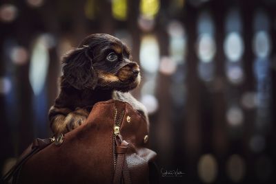 Dream Cocker Babys_62