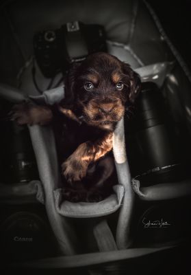 Dream Cocker Babys_63