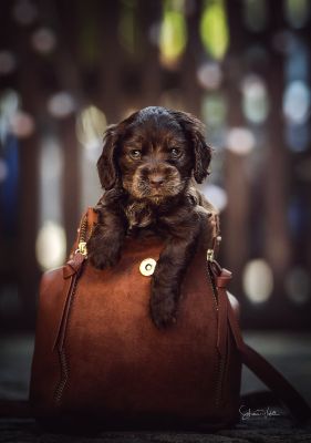 Dream Cocker Babys_64