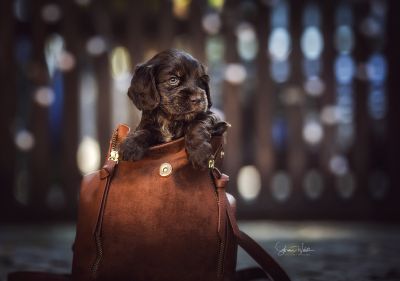 Dream Cocker Babys_65