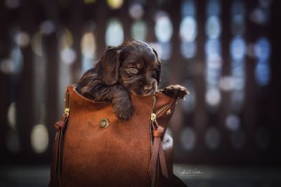 Dream Cocker Babys_66