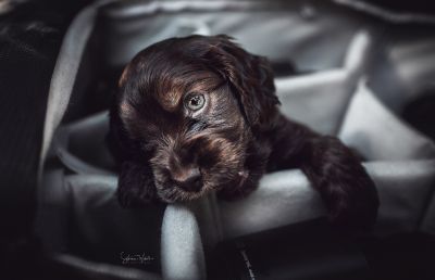 Dream Cocker Babys_67