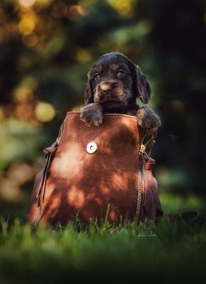 Dream Cocker Babys_69