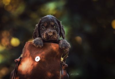 Dream Cocker Babys_70