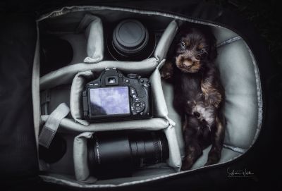 Dream Cocker Babys_71