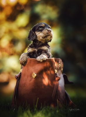 Dream Cocker Babys_72