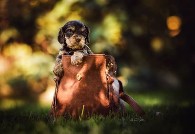 Dream Cocker Babys_73