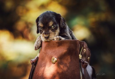 Dream Cocker Babys_74