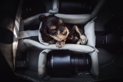 Dream Cocker Babys_75