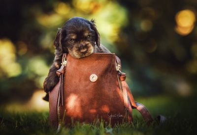 Dream Cocker Babys_77