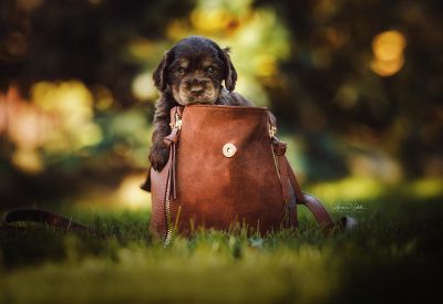 Dream Cocker Babys_78