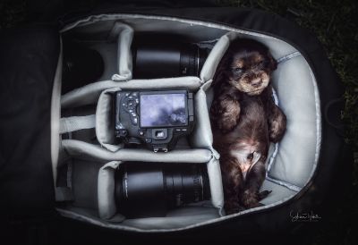 Dream Cocker Babys_79