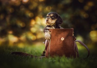 Dream Cocker Babys_80