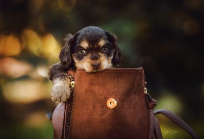 Dream Cocker Babys_81